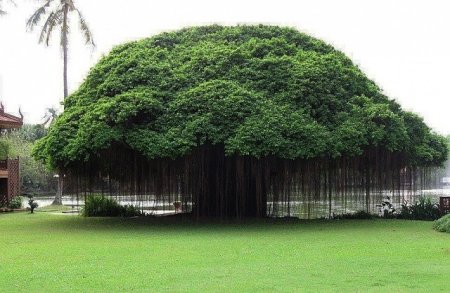 10 деревьев, которые словно с другой планеты