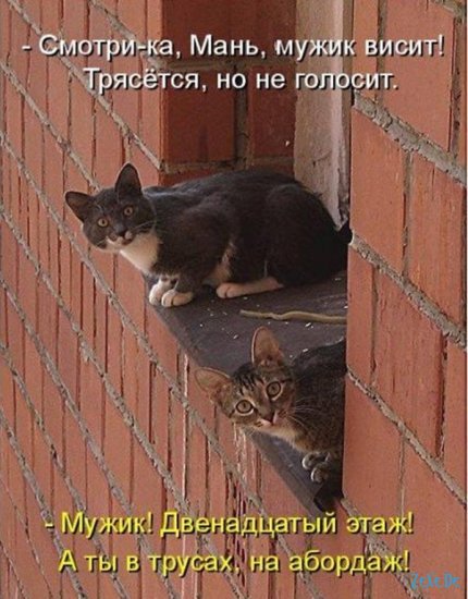 Прикольные фотографии про котов и др.животных