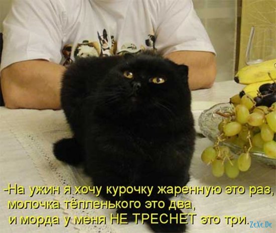 Прикольные фотографии про котов и др.животных